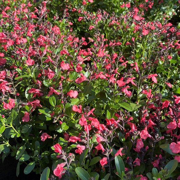 Salvia Magical Amoer