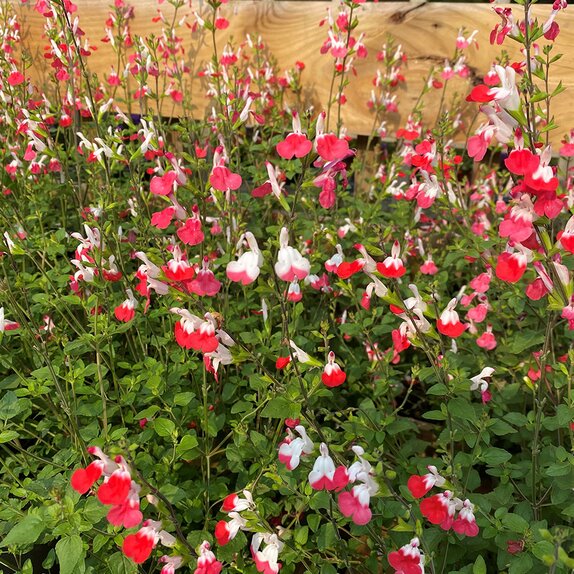 Salvia microphylla 'Hotlips' - image 1