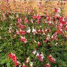 Salvia microphylla 'Hotlips' - image 1