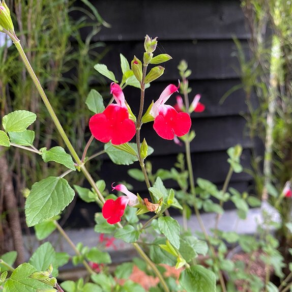 Salvia microphylla 'Hotlips' - image 2