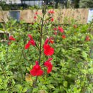 Salvia microphylla 'Hotlips' - image 3