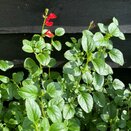 Salvia microphylla 'Royal Bumble'