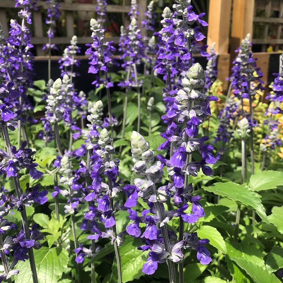 Salvia Mystic Spires Blue 2 litre pot