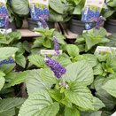 Salvia Mysty 1 litre pot - image 1