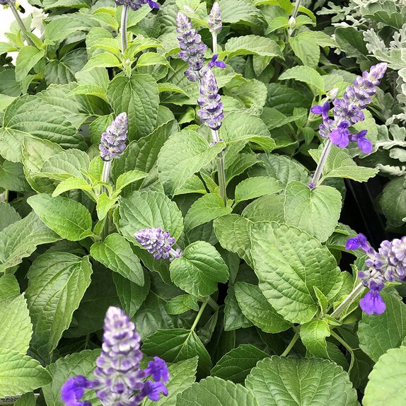 Salvia Mysty 1 litre pot - image 2