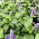 Salvia Mysty 1 litre pot - image 2