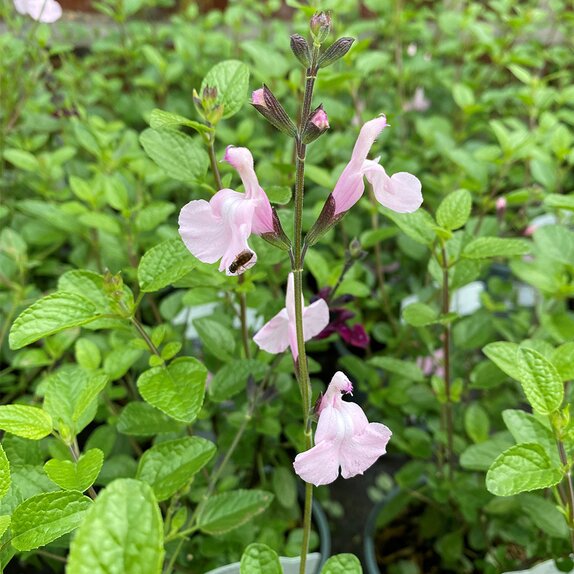 Salvia Naomy Tree