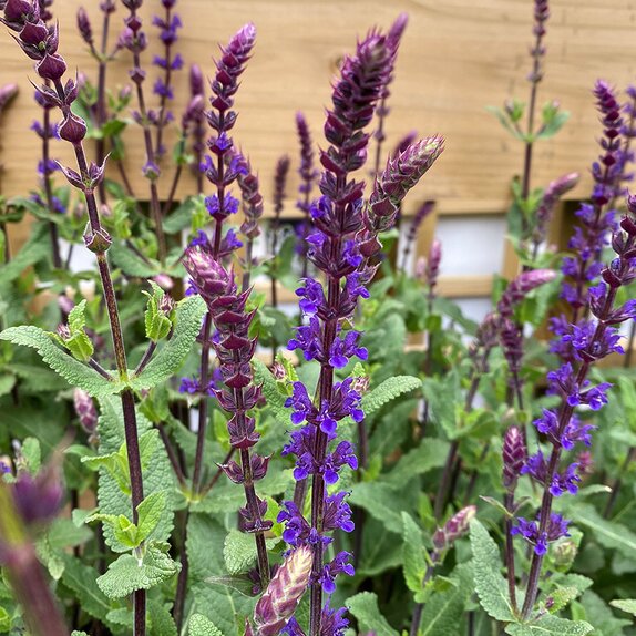 Salvia nem. 'Caradonna' 2 litre pot