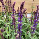 Salvia nem. 'Caradonna' 2 litre pot