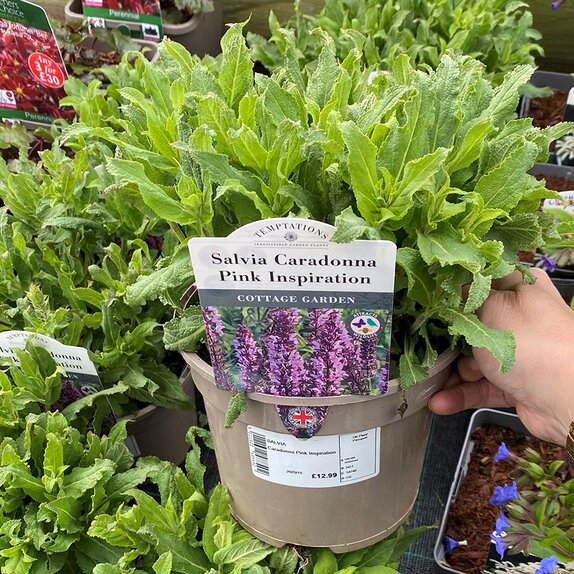 Salvia nemorosa Caradonna Pink Inspiration