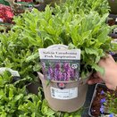 Salvia nemorosa Caradonna Pink Inspiration