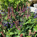 Salvia salgoon in varieties