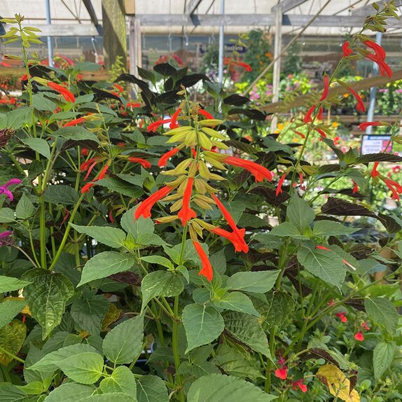 Salvia Tropicolour Sunrise