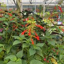 Salvia Tropicolour Sunrise