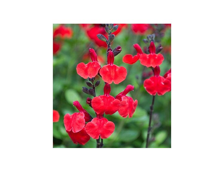 Salvia x jamensis Royal Bumble 3 litre pot