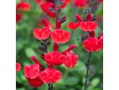 Salvia x jamensis Royal Bumble 3 litre pot