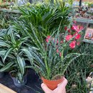 Sansevieria 'Fernwood' 'Punk'