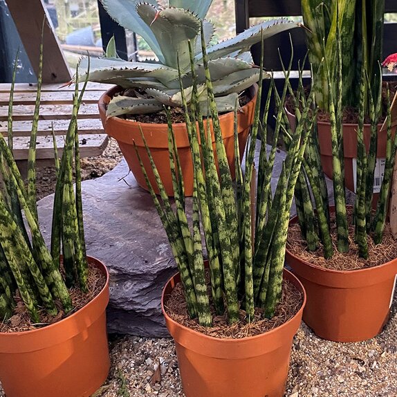 Sansevieria 'Fernwood' 'Punk'
