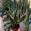Sansevieria trifa. 'Futura Superba'