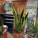 Sansevieria trifasciata 'Laurentii'
