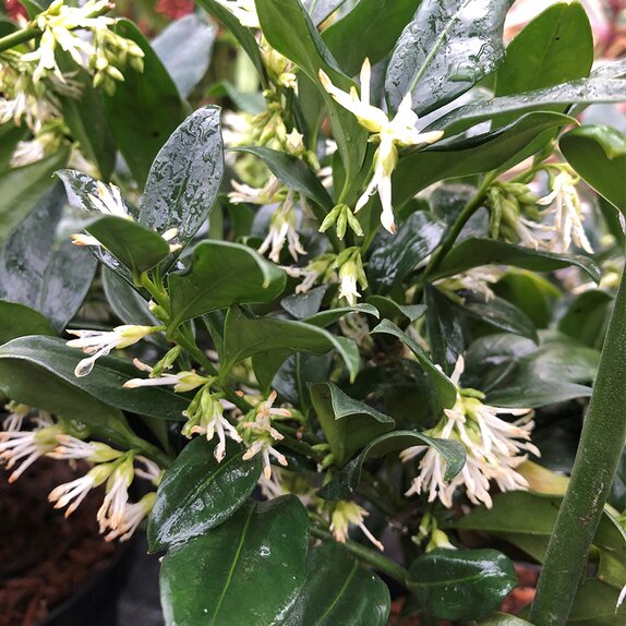 Sarcococca confusa 2 litre pot