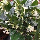 Sarcococca confusa 2 litre pot