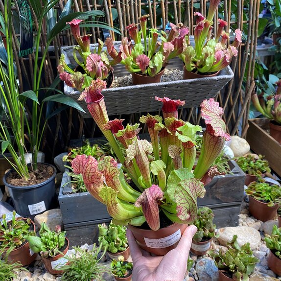Sarracenia 'Fiona'