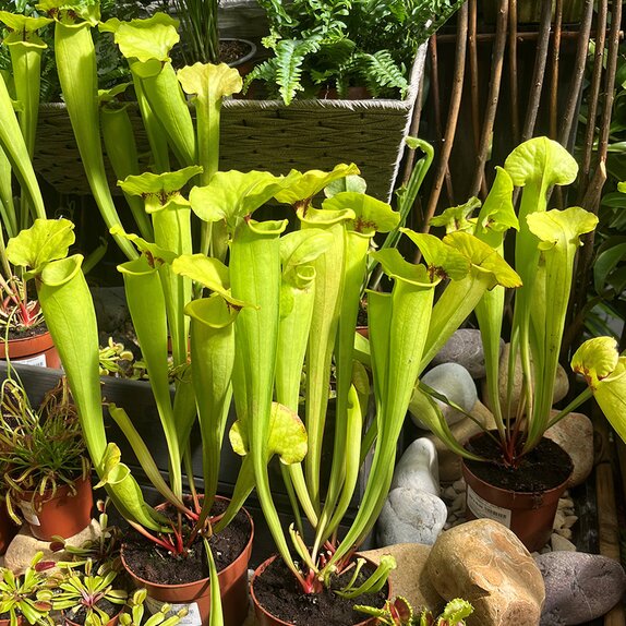 Sarracenia flava var. gigantea