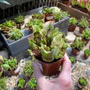 Sarracenia purpurea venosa 