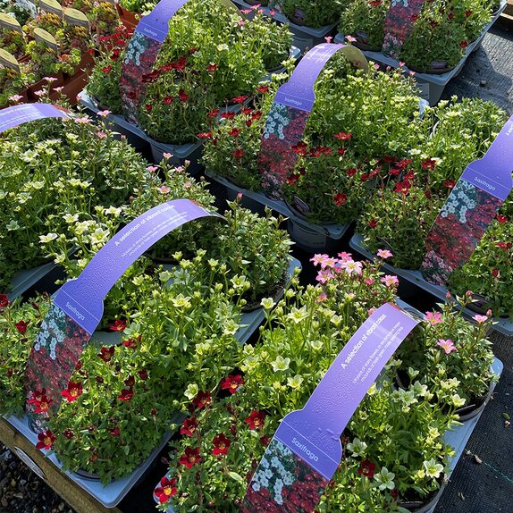 Saxifraga 6 pack