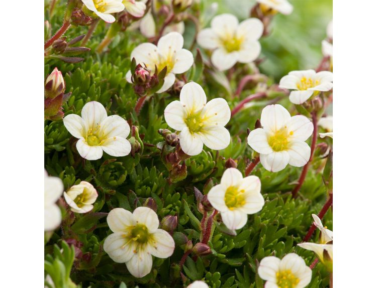 Saxifraga arendsii Scenic White 1 litre pot
