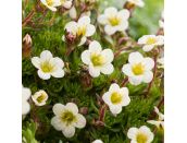 Saxifraga arendsii Scenic White 1 litre pot