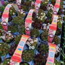 Saxifrage 6 pack