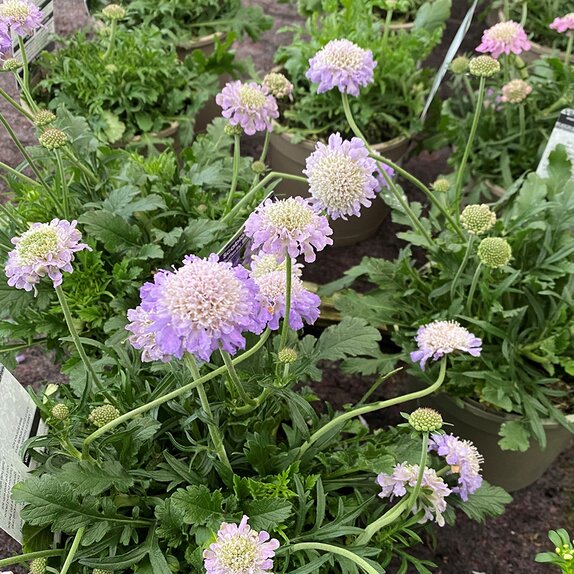 Scabiosa Butterfly Blue