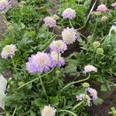 Scabiosa Butterfly Blue