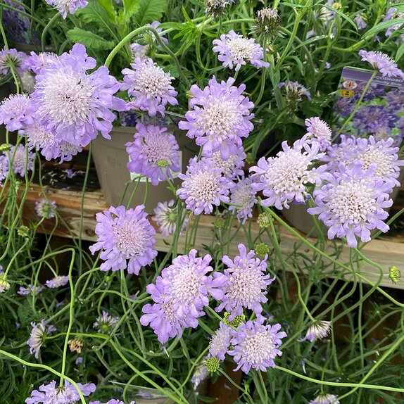 Scabiosa 'Butterfly Blue'