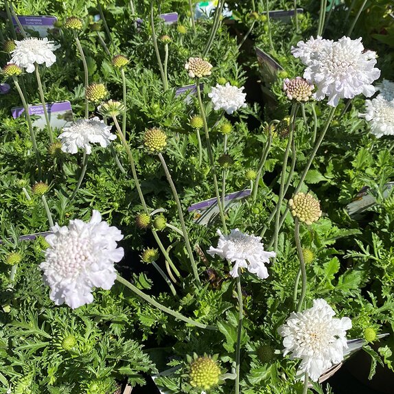 Scabiosa Flutter White