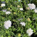 Scabiosa Flutter White