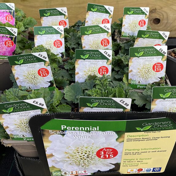 Scabiosa incisa 'Kudo Blue'