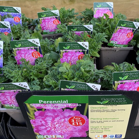 Scabiosa incisa 'Kudo Pink'