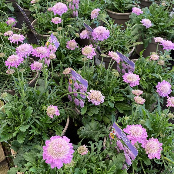 Scabiosa Pink Mist