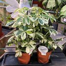 Schefflera arbor. 'Melanie' .