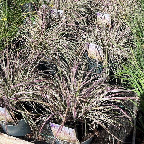 Schizachyrium Chameleon