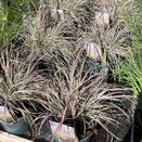 Schizachyrium Chameleon