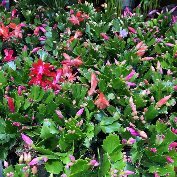 Schlumbergera mixed colours 10cm pot