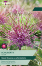 Schubertii - Allium 