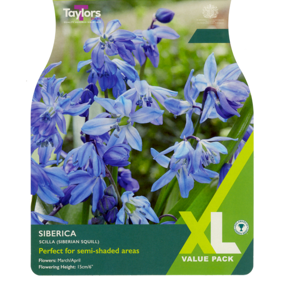 Scilla Siberica