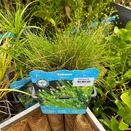Scirpus Cernuus
