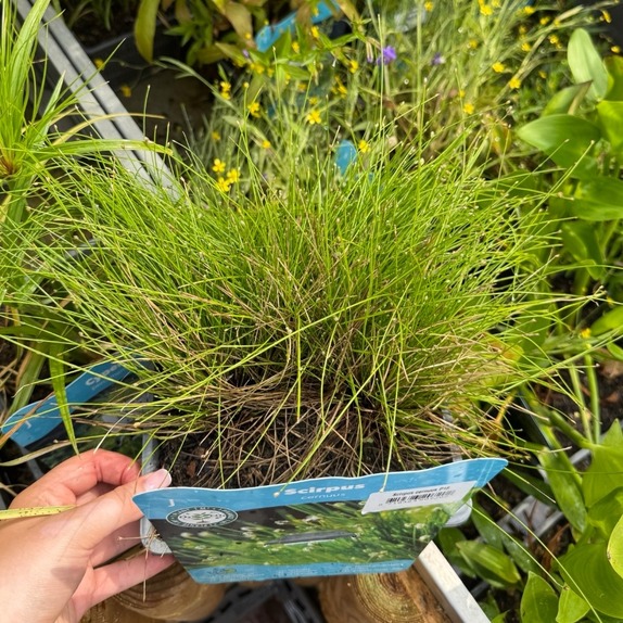Scirpus Cernuus - image 2
