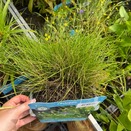 Scirpus Cernuus - image 2